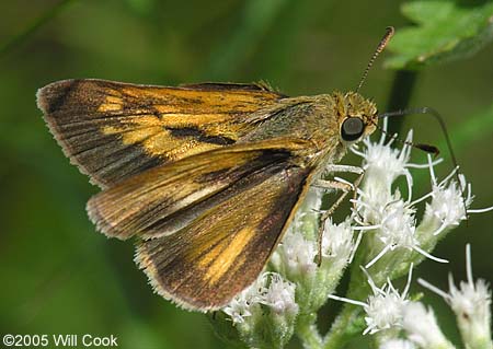 Dion Skipper (Euphyes dion)