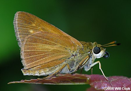 Dion Skipper (Euphyes dion)