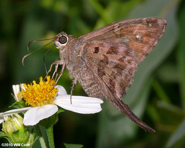 Dorantes Longtail (Urbanus dorantes)