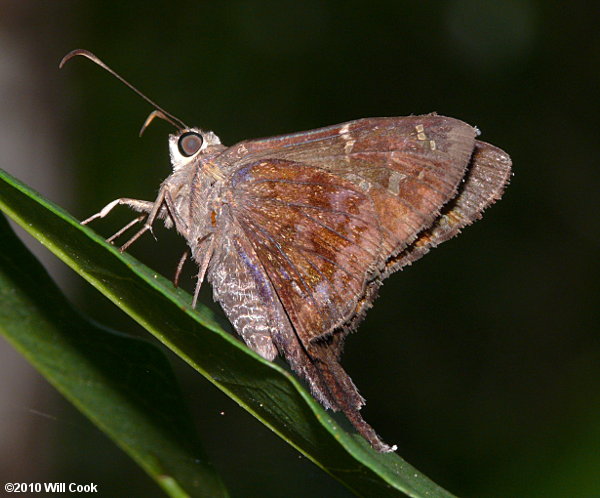 Dorantes Longtail (Urbanus dorantes)