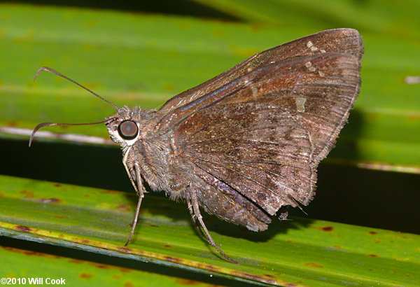 Dorantes Longtail (Urbanus dorantes)