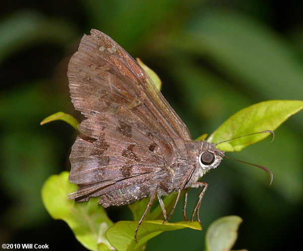 Dorantes Longtail (Urbanus dorantes)