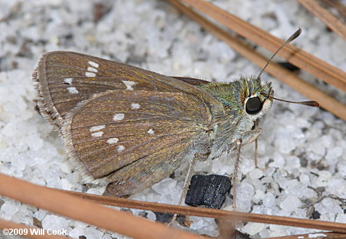 Dotted Skipper (Hesperia attalus)