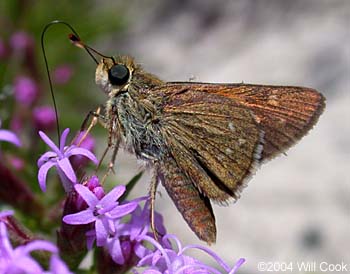 Dotted Skipper (Hesperia attalus)