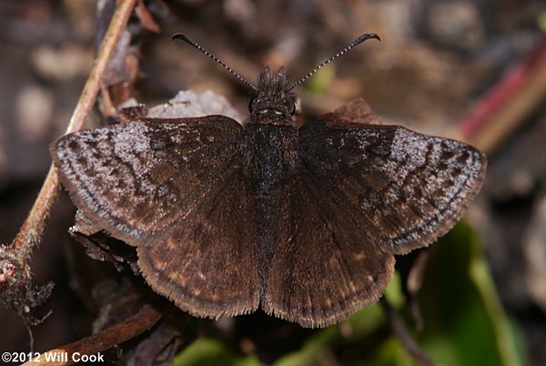 Dreamy Duskywing (Erynnis icelus)