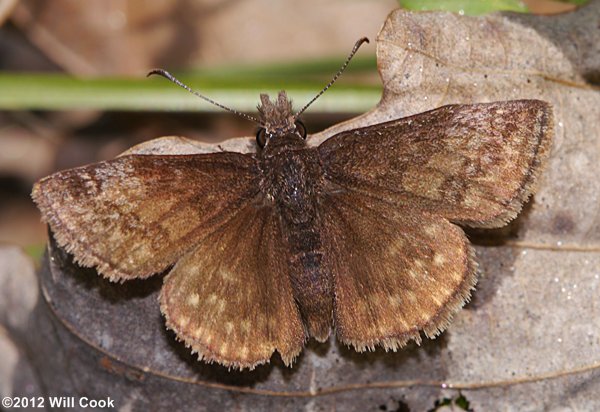 Dreamy Duskywing (Erynnis icelus)