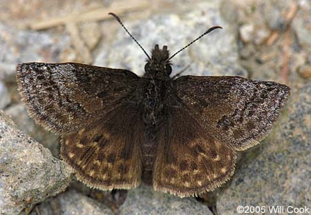 Dreamy Duskywing (Erynnis icelus)