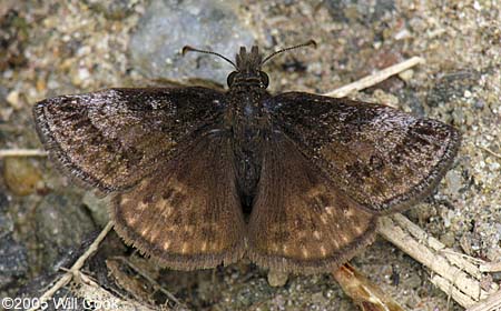 Dreamy Duskywing (Erynnis icelus)