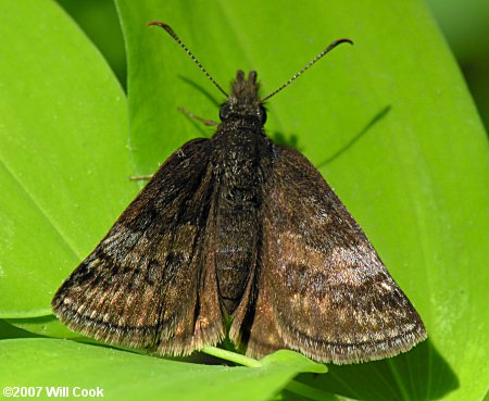 Dreamy Duskywing (Erynnis icelus)