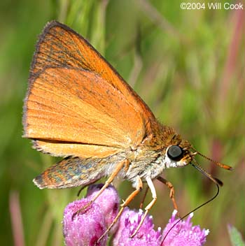 Dukes's Skipper (Euphyes dukesi)