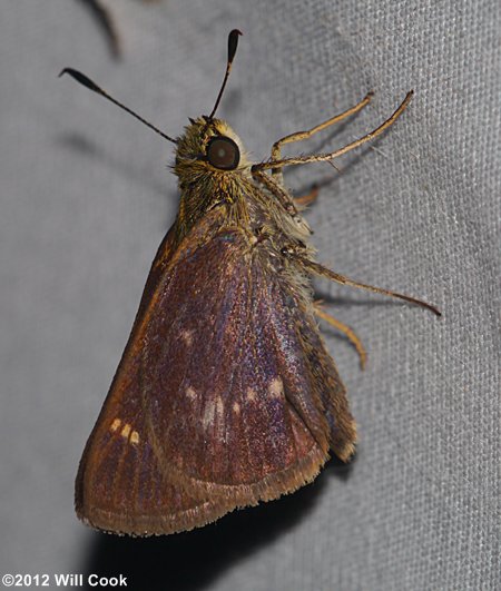 Dun Skipper (Euphyes vestris)