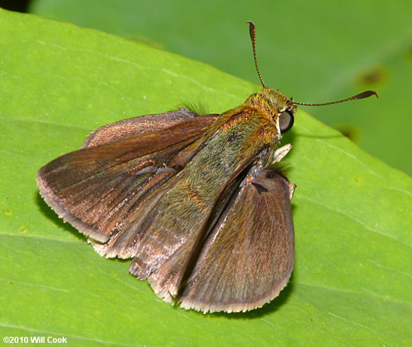 Dun Skipper (Euphyes vestris)