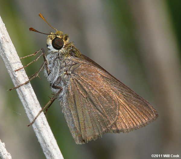 Dun Skipper (Euphyes vestris)