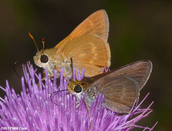 Dun Skipper (Euphyes vestris) Southern Broken-Dash (Wallengrenia otho)