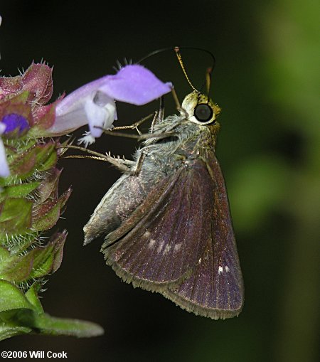 Dun Skipper (Euphyes vestris)