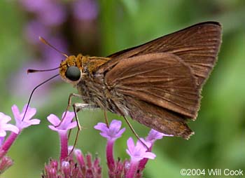 Dun Skipper (Euphyes vestris)