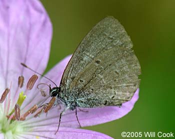 Dusky Azure (Celastrina nigra)