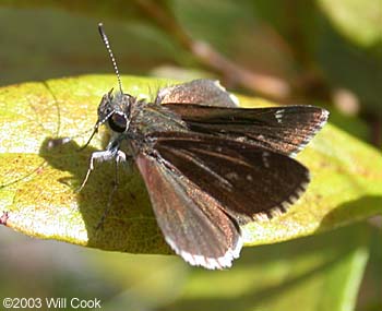 Dusky Roadside-Skipper (Amblyscirtes alternata)