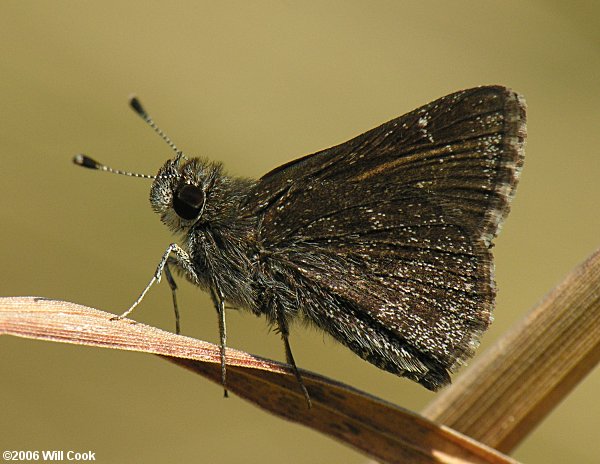 Dusky Roadside-Skipper (Amblyscirtes alternata)