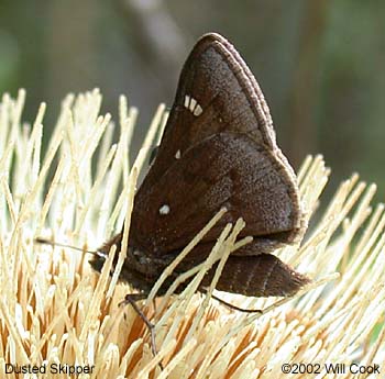 Dusted Skipper (Atrytonopsis hianna)