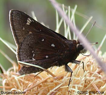 Dusted Skipper (Atrytonopsis hianna)