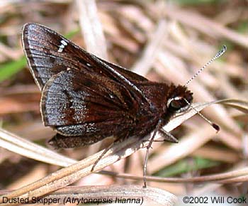 Dusted Skipper (Atrytonopsis hianna)