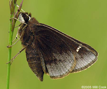 Dusted Skipper (Atrytonopsis hianna)