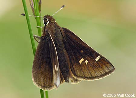 Dusted Skipper (Atrytonopsis hianna)