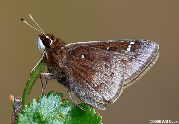 Dusted Skipper (Atrytonopsis hianna)