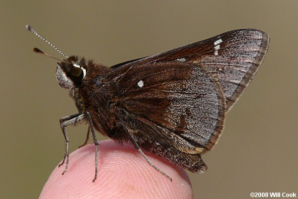 Dusted Skipper (Atrytonopsis hianna)