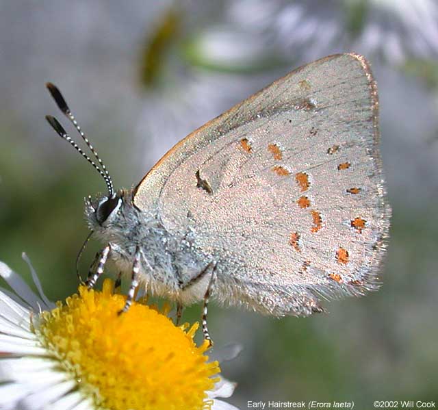 Early Hairstreak (Erora laeta)