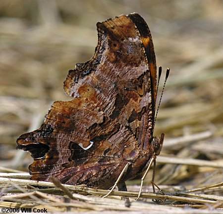 Eastern Comma (Polygonia comma)