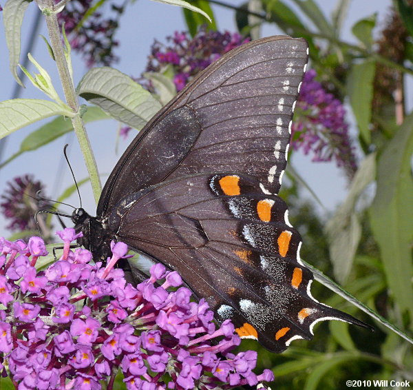 Eastern Tiger Swallowtail (Papilio glaucus) dark form female