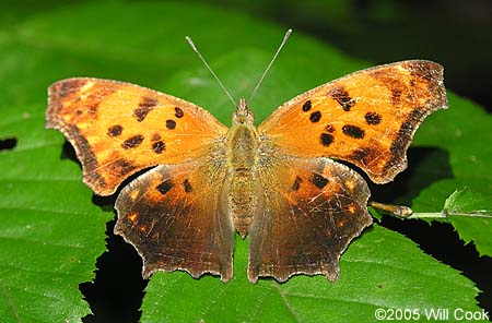 Eastern Comma (Polygonia comma)