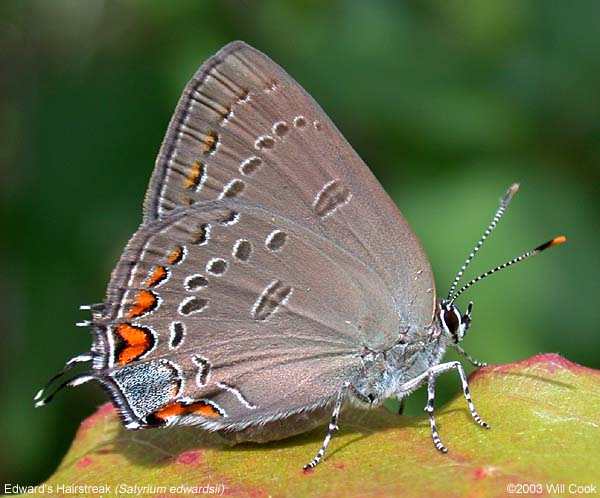 Edwards's Hairstreak (Satyrium edwardsii)