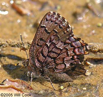 Eastern Pine Elfin (Callophrys niphon)