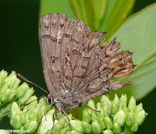 Eastern Pine Elfin (Callophrys niphon)