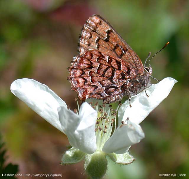 Eastern Pine Elfin (Callophrys niphon)