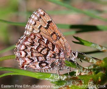 Eastern Pine Elfin (Callophrys niphon)