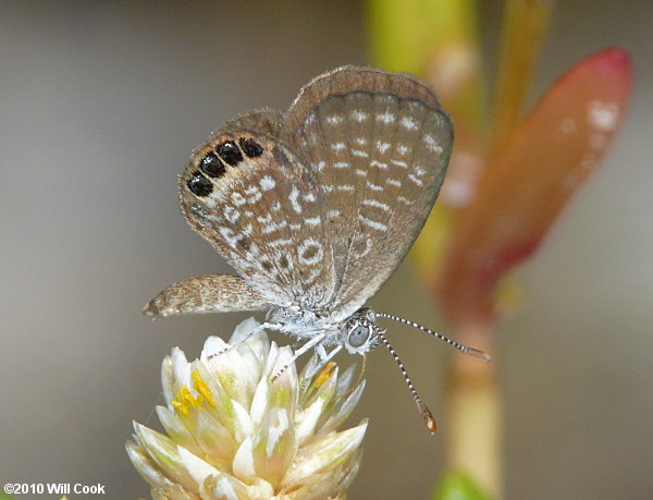 Eastern Pygmy-Blue (Brephidium pseudofea)