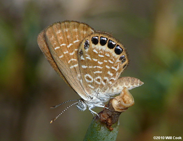 Eastern Pygmy-Blue (Brephidium pseudofea)