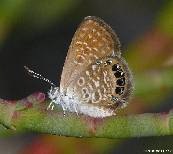 Eastern Pygmy-Blue (Brephidium pseudofea)