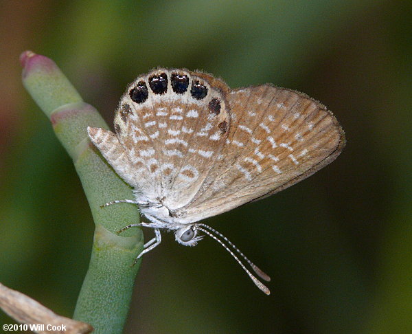 Eastern Pygmy-Blue (Brephidium pseudofea)