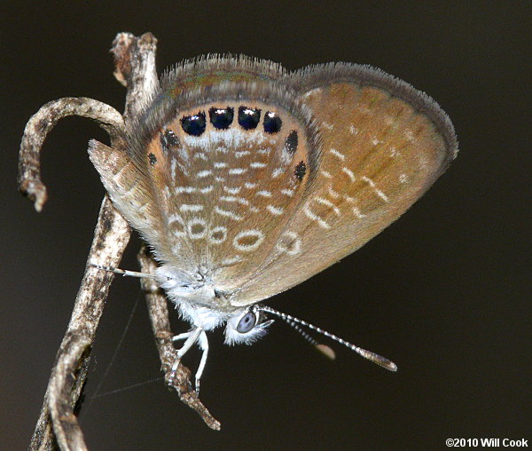 Eastern Pygmy-Blue (Brephidium pseudofea)