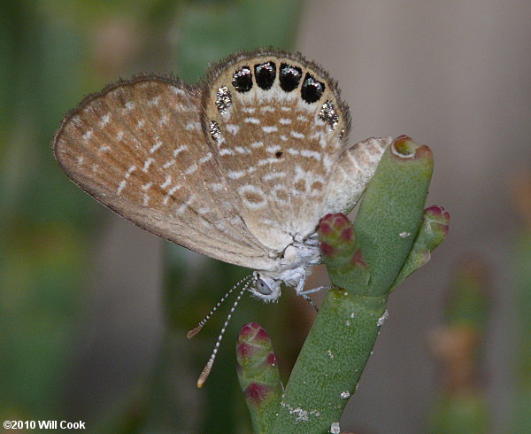 Eastern Pygmy-Blue (Brephidium pseudofea)