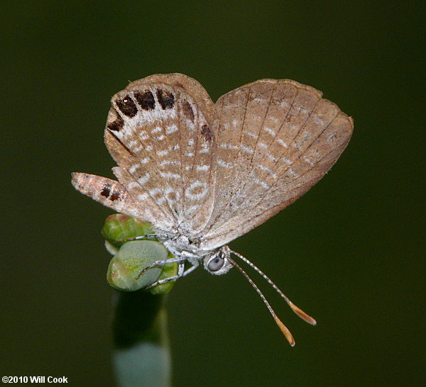 Eastern Pygmy-Blue (Brephidium pseudofea)