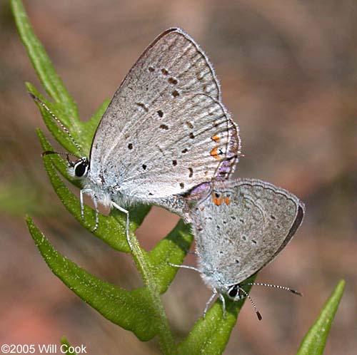 Eastern Tailed-Blue (Everes comyntas) mated pair