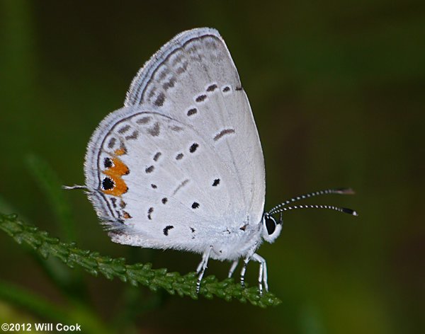 Eastern Tailed-Blue (Everes comyntas)