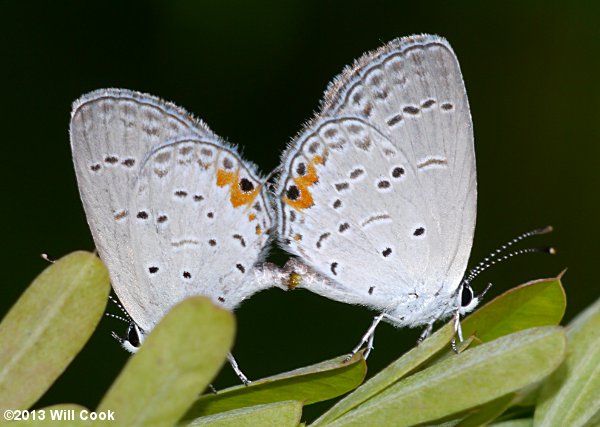 Eastern Tailed-Blue (Everes comyntas)