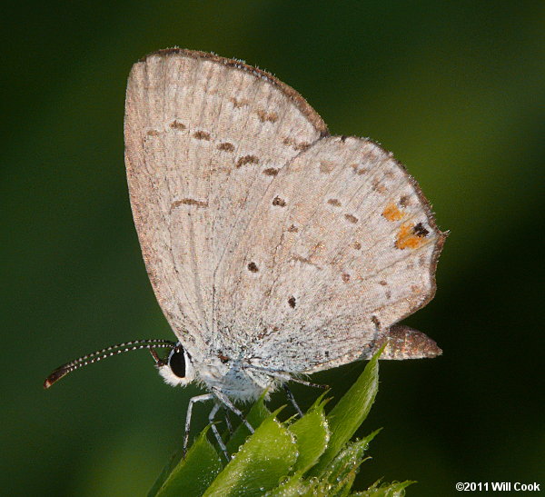 Eastern Tailed-Blue (Everes comyntas)